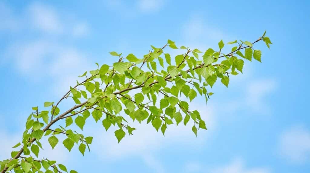 Ein Ast mit vielen frischen, zartgrünen Blättern vor einem hellblauen Himmel.