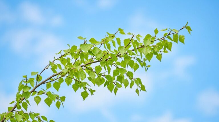 Raucherlunge: So erholt sich Ihre Lunge nach dem Rauchstopp